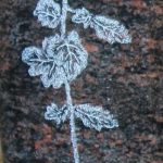 Chrysantheme fotorealistisch gestrahlt und getönt